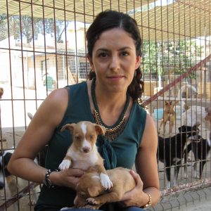 l Gobierno municipal hace un llamamiento a la concienciación ante el aumento puntual de abandonos de perros en Toledo