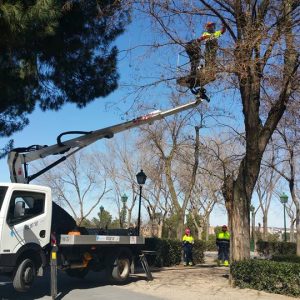 l Ayuntamiento ultima la poda iniciada en noviembre con actuaciones adicionales debido a peticiones vecinales