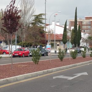 l Ayuntamiento de Toledo acomete una mejora integral en el arbolado del barrio de Santa María de Benquerencia