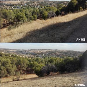 l Ayuntamiento acondiciona el parque del paseo San Eugenio del barrio de San Antón con labores de desbroce y limpieza