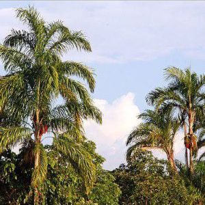 Conferencia “Cambio climático en la Amazonía Peruana”