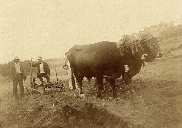 19 - Prueba de arado en la Vega Baja el 20 de agosto de 1909