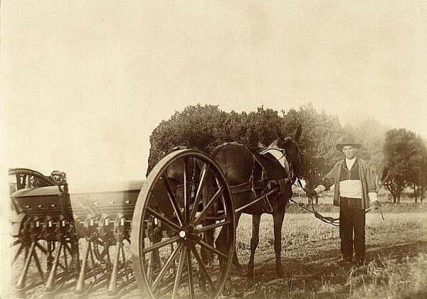 22 - Prueba de sembradora en la Vega Baja el 21 de agosto de 1909