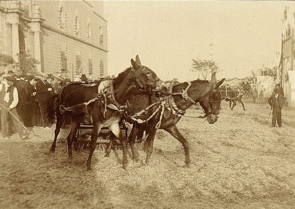 24 - Prueba de trilla en el exterior del hospital Tavera el 23 de agosto de 1909