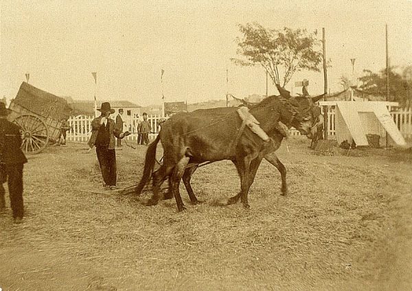 25 - Prueba de trilla en el exterior del hospital Tavera el 23 de agosto de 1909