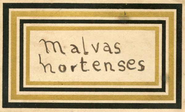 143_Malvas Hortenses