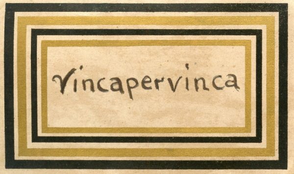 218_Vincapervinca
