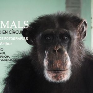 Exposición “We Animals”