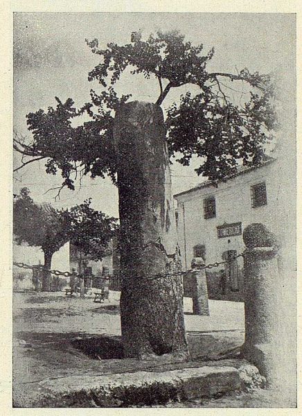 096_TRA-1924-206-Illescas, olmo centenario en la plaza de las Cadenas-Foto Aguilar