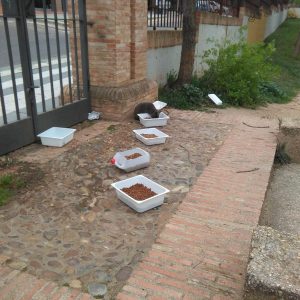l Ayuntamiento desmiente el abandono de colonias felinas