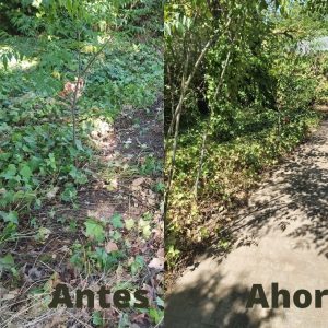 l Ayuntamiento continúa con las labores de limpieza y desbroce en entornos como San Pedro el Verde, Más del Ribero o San Lucas