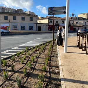 l Ayuntamiento inicia la campaña de plantaciones en el paseo de Recaredo y el entorno de la plaza de Safont