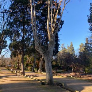 os parques permanecerán cerrados hasta el fin de semana por las condiciones meteorológicas adversas