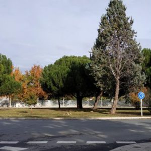 ontinúan las labores de limpieza y desbroce de espacios urbanos como La Peraleda a través de los programas de empleo