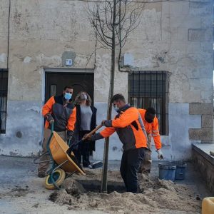 l Plan Anual de Plantaciones llega a la plaza del Conde con nuevos árboles y arbustos y un presupuesto cercano a los 18.000 euros
