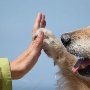 Taller Terapia con animales a cargo de Más que palabras