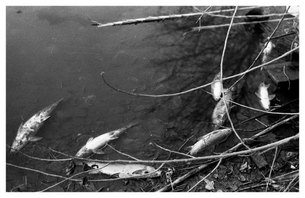 5-35 - Aparición de peces muertos en el río Tajo, en la zona de Tabordo_1983-01-19
