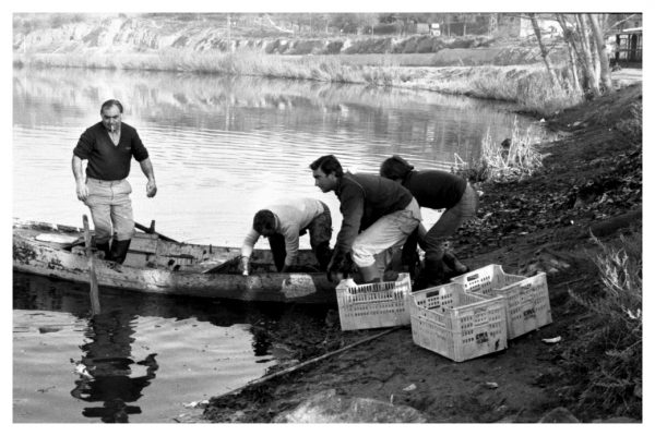 5-36 - Recogida de peces muertos en el río Tajo por el ICONA_1983-01-27