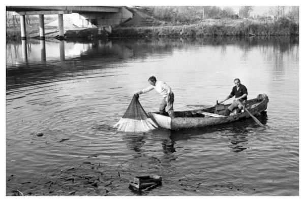 5-37 - Recogida de peces muertos en el río Tajo por el ICONA_1983-01-27
