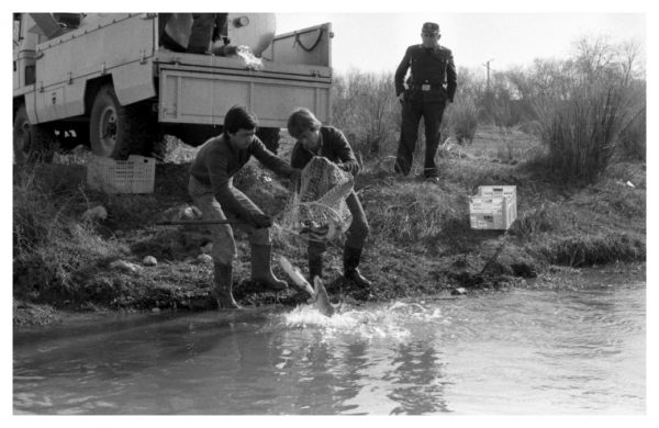 5-38 - Recogida de peces muertos en el río Tajo por el ICONA_1983-01-27