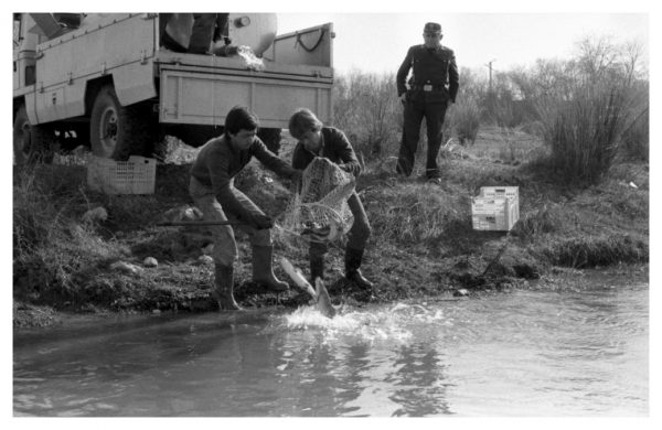 5-38 - Recogida de peces muertos en el río Tajo por el ICONA_1983-01-27