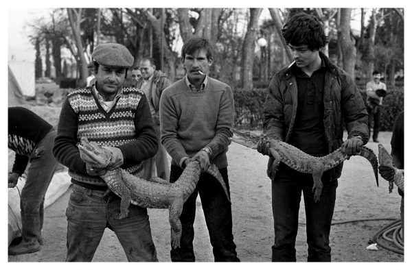 5-40 - Exhibición de saurios en el paseo de la Vega_1983-01-28