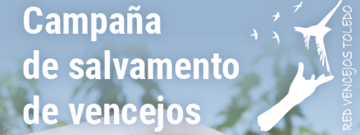 Campaña de salvamento de vencejos