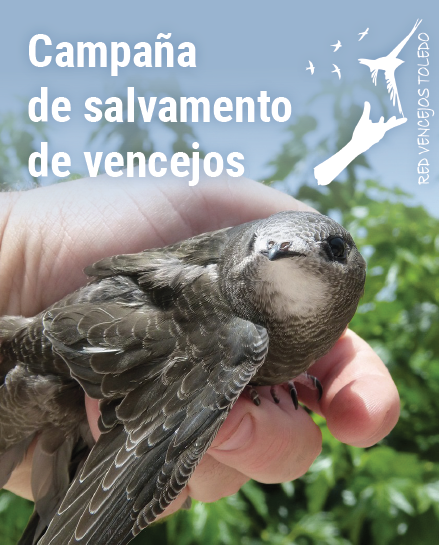 https://www.toledo.es/wp-content/uploads/2023/06/vencejo.png. Campaña de salvamento de vencejos