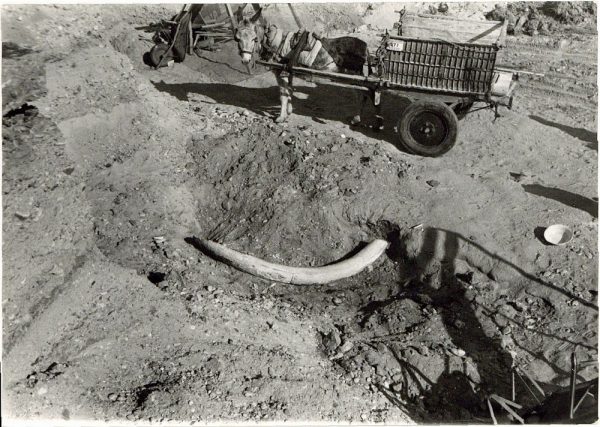 20 - Defensa de Mamut Trogontheri_1961-02-00