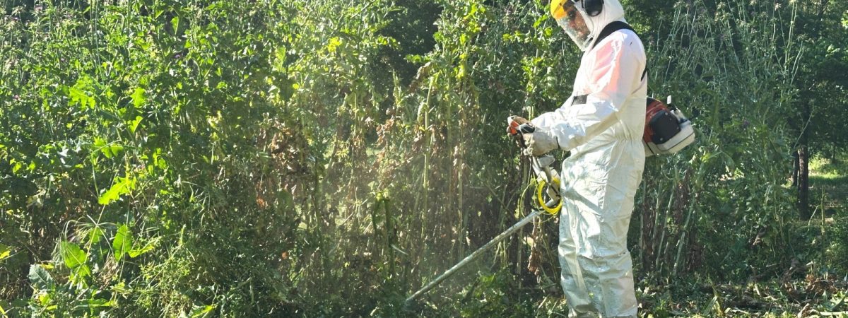 El Ayuntamiento inicia la campaña de desbroce…