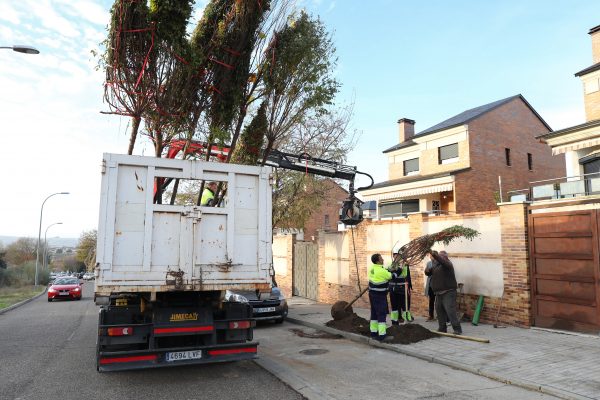 Plantación 13-06-12-25