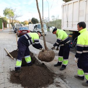 oledo avanza hacia una ciudad más verde con el tercer Plan de Arbolado que contempla la plantación de más de 2.000 ejemplares