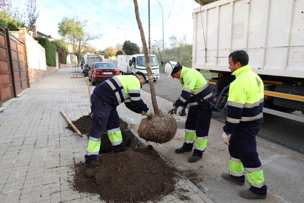Plantación 4.06-12-25