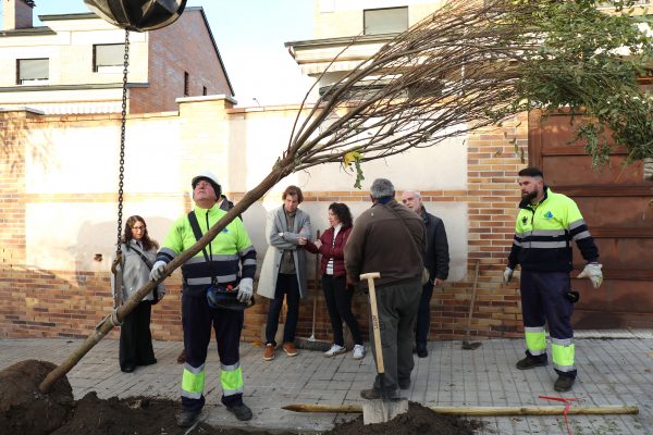 Plantación 5.06-12-25