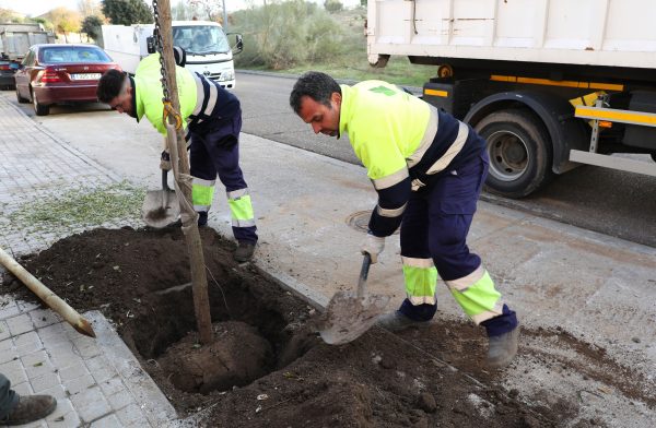 Plantación 6.06-12-25