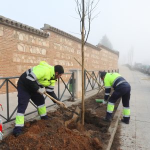 l Ayuntamiento de Toledo planta 21 nuevos árboles en la Avenida de Francia